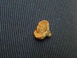 Schizophyllum umbrinum image