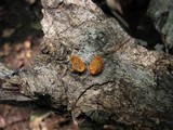 Schizophyllum umbrinum image
