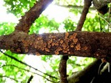 Schizophyllum umbrinum image