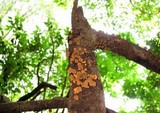 Schizophyllum umbrinum image