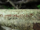 Nectria pseudotrichia image