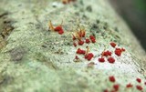 Nectria pseudotrichia image