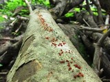 Nectria pseudotrichia image
