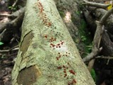 Nectria pseudotrichia image