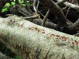 Nectria pseudotrichia image