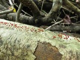 Nectria pseudotrichia image