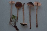 Mycopan scabripes image