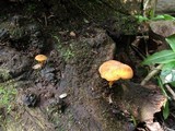 Xeromphalina tenuipes image