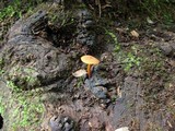 Xeromphalina tenuipes image