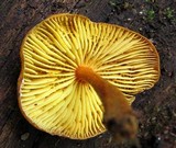 Xeromphalina tenuipes image
