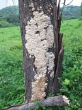 Trametes membranacea image