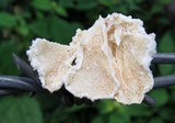 Trametes membranacea image