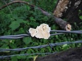 Trametes membranacea image