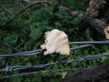 Trametes membranacea image