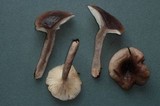 Lactarius pseudomucidus image