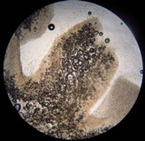 Callistosporium luteo-olivaceum image