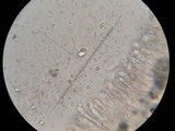 Callistosporium luteo-olivaceum image