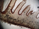 Callistosporium luteo-olivaceum image