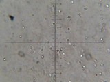 Callistosporium luteo-olivaceum image