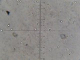 Callistosporium luteo-olivaceum image