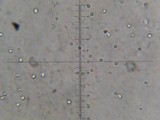 Callistosporium luteo-olivaceum image