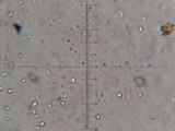 Callistosporium luteo-olivaceum image