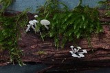 Hemimycena tortuosa image