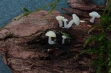 Hemimycena tortuosa image