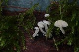 Hemimycena tortuosa image