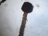 Nectria pseudotrichia image