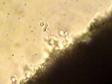 Hemimycena tortuosa image