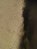 Hemimycena tortuosa image