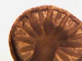 Hemimycena tortuosa image