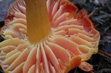 Hygrocybe punicea image