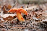 Hygrocybe punicea image