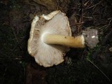 Psathyrella duchesnayensis image