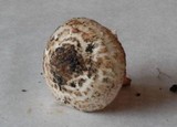Psathyrella duchesnayensis image
