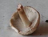Psathyrella duchesnayensis image