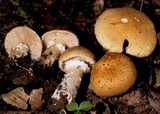 Stropharia hardii image