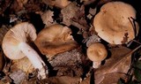 Lactarius imperceptus image