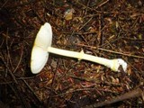 Amanita frostiana image