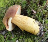 Boletus roxanae image