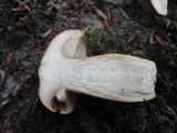 Boletus roxanae image
