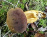 Boletus roxanae image