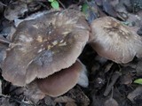 Entoloma clypeatum image