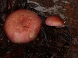 Tricholomopsis rutilans image