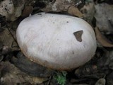 Cortinarius argenteopileatus image