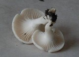 Hygrocybe virginea var. virginea image