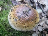 Cortinarius elatior image