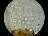 Humaria hemisphaerica image